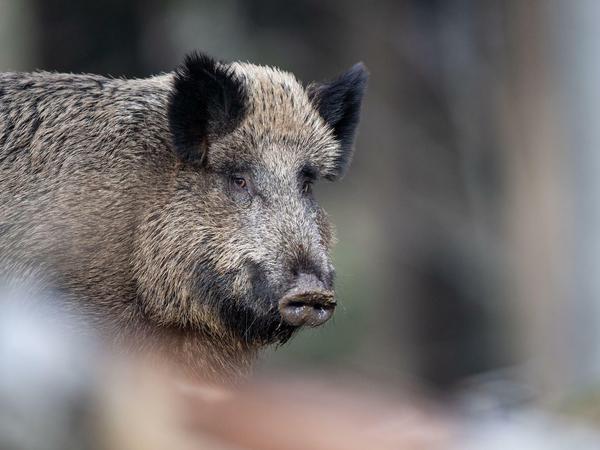Die Afrikanische Schweinepest ist für 95 Prozent der Tiere tödlich.
