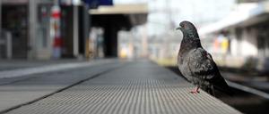 Taube auf einem leeren Bahnsteig.