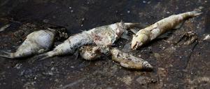 Tote Fische in der Oder. Die im Auftrag des Landes Bandenburg arbeitenden Fachleute gehen weiter davon aus, dass das Fischsterben ein „multikausales Ereignis“ war, also mehrere Ursachen hatte.