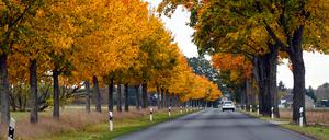 Neuenhagen, Brandenburg: Landstraße wird von herbstlich gefärbten Bäumen gesäumt.