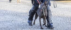 Schutzhund: Stachelhalsbänder, mit denen die Tiere unter Kontrolle gebracht werden sollen, sind seit einem Jahr verboten.