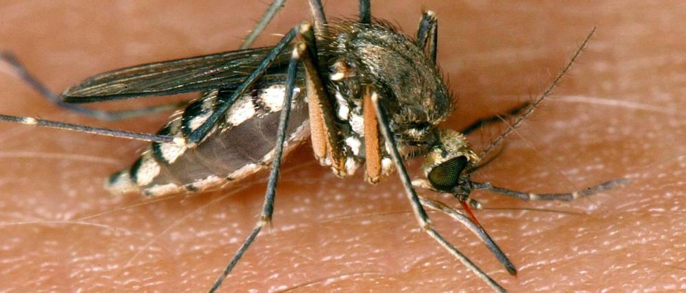 Die Stechmücke kann das West-Nil-Virus übertragen.