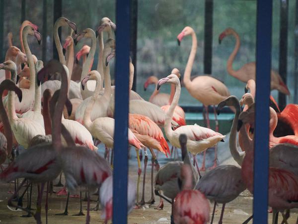 Die Flamingos durften wegen der Sturmwarnung nicht ins Freie.
