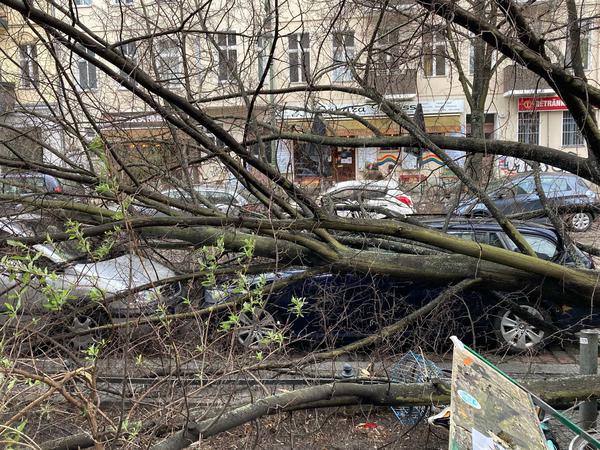 Nur ein Auto und zum Glück keine Menschen begrub dieser Baum in Kreuzberg unter sich.