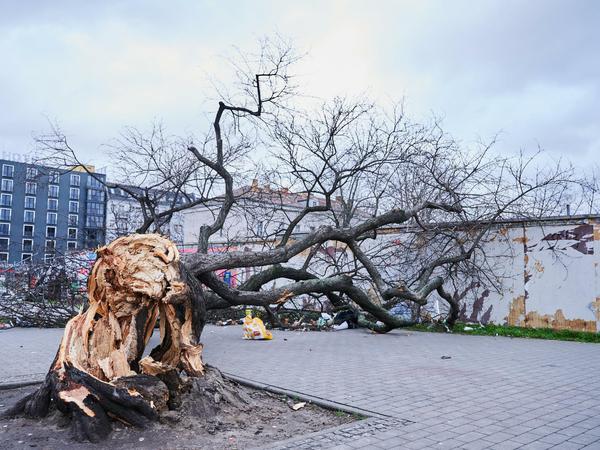 Das Sturmtief Zeynep hat einen Baum an der Warschauer Straße entwurzelt. 