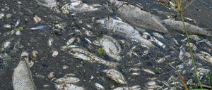 Viele tote Fische treiben im Wasser des deutsch-polnischen Grenzflusses Oder (Archivbild).