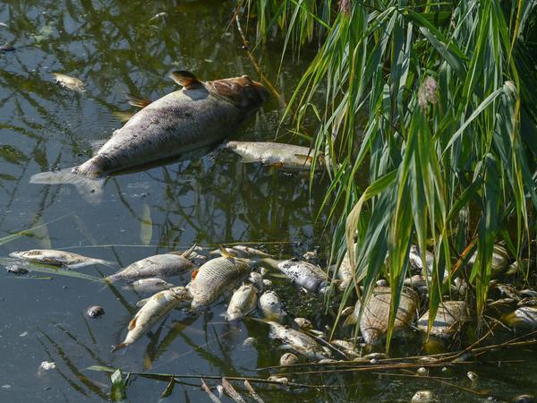 Tote Fische haben sich am Ufer der Oder gesammelt.