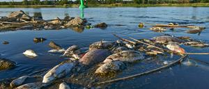 Unzählige tote Fische treiben im flachen Wasser des deutsch-polnischen Grenzflusses Oder, hier in Genschmar in Brandenburg. 