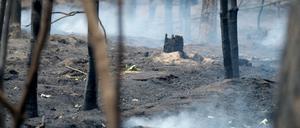 In Brandenburgs Wäldern hat es in diesem Jahr bereits mehr als 400 Mal gebrannt.