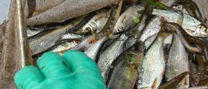 Mehrere verschiedene Arten von lebenden Fischen sind in einem Kescher von Fischereiwissenschaftlern vom IGB Leibniz-Institut für Gewässerökologie und Binnenfischerei zu sehen.