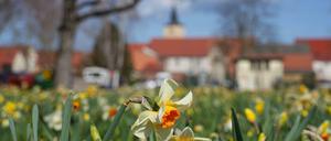 Pünktlich zu Ostern: Die Landesgartenschau in Beelitz hat geöffnet. 
