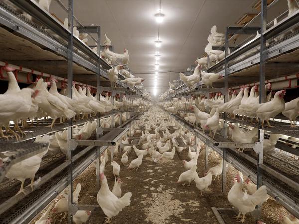 Bei Infektionen in der modernen Hühnerhaltung müssen ganze Bestände gekeult werden.