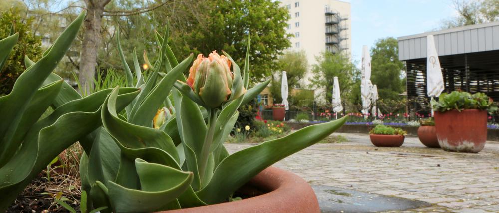Tulpen vor dem Inselcafé auf der Potsdamer Freundschaftsinsel.