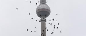 Vor dem Berliner Fernsehturm fliegt bei bewölktem Himmel ein Schwarm Vögel.