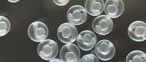 Transparente Kommas: Zebrafisch-Embryos.