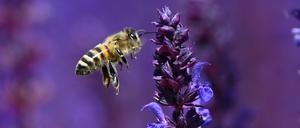 Pestizide gefährden den Bienenbestand in Brandenburg. (Symolfoto)