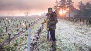 Bei den Weinreben reichen im frühen Entwicklungsstadium bereits leichte Fröste aus, um erhebliche Schäden zu verursachen. Hier ein Bild vom Spätfrost in Frankreich am 12. April 2021.