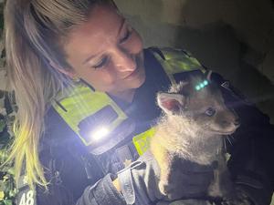 Berliner Polizisten haben in der Nacht zu Mittwoch bei einem Einsatz einen kleinen Fuchs gerettet.