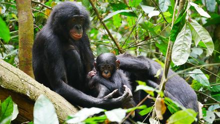 Aggressive Bonobos zeugen mehr Nachwuchs als friedfertigere Artgenossen, die mehr dem Klischee vom Hippie unter den Menschenaffen entsprechen.