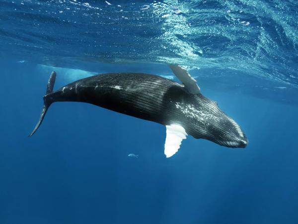 Ein Buckelwal unter der Meeresoberfläche im Pazifik. In der Ostsee sind die Tiere eigentlich nicht heimisch. 