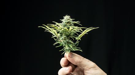 Eine Cannabis-Pflanze.
