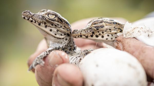 Kuba-Krokodile schlüpfen im August 2019 im Zapata-Sumpf auf Kuba.