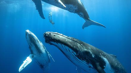 Buckelwale faszinieren Menschen mit ihren Gesängen und ihrem Verhalten.
