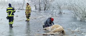 Eine Veterinärin notiert die Nummer einer Kuh, die in einem Überflutungsgebiet eingefroren ist. Mehrere Kühe sind in Brandenburg an der Havel erfroren.