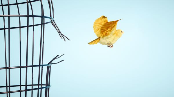 Ein gelber kleiner Vogel flieht aus seinem Käfig. 