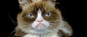 ARCHIV - 01.12.2015, USA, Los Angeles: Tardar Sauce genannt «Grumpy Cat», die inzwischen verstorbene US-Katze, die durch ihr stets mürrisches Gesicht 2012 zur Internet-Sensation wurde. (zu dpa «Das Phänomen der «sprechenden Petfluencer»») Foto: Richard Vogel/AP/dpa +++ dpa-Bildfunk +++