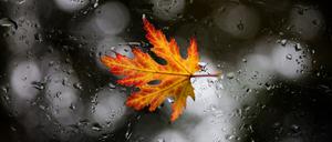 Ein herbstliches Blatt liegt am 16.10.2013 in Hamburg bei Regenwetter auf der Windschutzscheibe eines Autos. Auch in den nächsten Tagen soll das Wetter im Norden regnerisch bleiben. Foto: Christian Charisius/dpa +++(c) dpa - Bildfunk+++