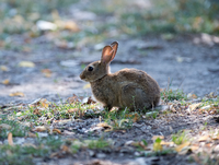 Großstädter. Ein Kaninchen im Park am Berliner Marx-Engels-Forum. Foto: Soeren Stache/picture alliance /dpa