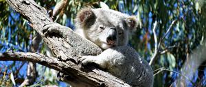 Ein Koala in einem Eukalyptusbaum 