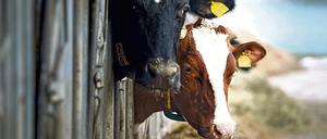 ARCHIV - Kühe stehen am 28.02.2013 in einem Stall in Wittichenau-Kotten (Sachsen). Foto: Arno Burgi/dpa (zu dpa «Von 437 Tierschutzkontrollen nur 154 unangemeldet» vom 20.07.2015) +++(c) dpa - Bildfunk+++
