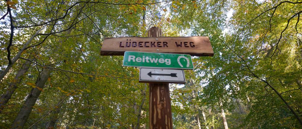 Seit rund 30 Jahren dürfen die Bäume im Lübecker Stadtwald wachsen, wie sie wollen. Förster greifen nur noch selten ein.