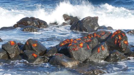 Trotzen jeder Welle: Klippenkrabben auf den Galapagos.
