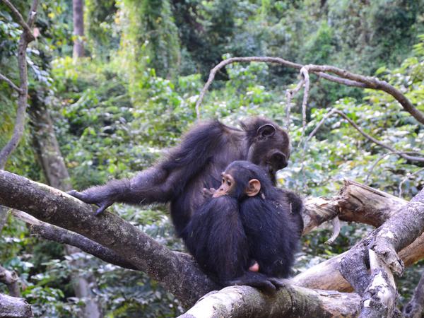 Auch das Leben der Schimpansen in Gombe ist von friedfertigen und liebevollen Interaktionen geprägt.
