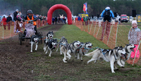 Das Schlittenhunderennen in Klaistow. Foto: Andreas Klaer