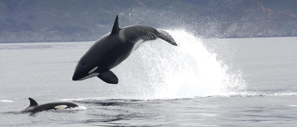 Einer der wandernden Schwertwale (küstennahe Gruppe) greift einen Seelöwen an.