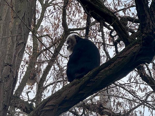 Der aus dem Zoo Leipzig gestohlene Bartaffe Ruma sitzt in einem Baum nahe eines Mehrfamilienhauses im südlichen Stadtteil Reudnitz. 