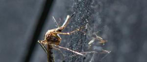 Eine Mücke in Deutschland, hier die Art Aedes vexans (Symbolbild).