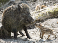 Vor kurzem hieß es erst: Wildschweine haben in Stahnsdorf die Macht übernommen. Foto: Foto: Jan Woitas/dpa (Archiv)