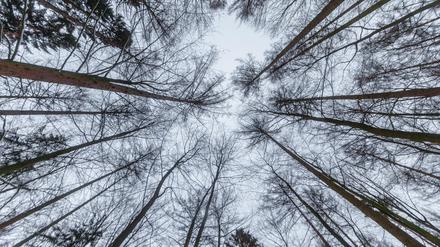 Nationale politische Strategien haben einen großen – und sichtbaren – Einfluss darauf, den Waldbestand zu schützen.