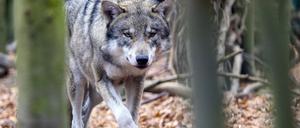 Ein Wolf (Canis lupus) streift im Tierpark Hexentanzplatz durch sein Freigehege. Im vergangenen Jahr sind rund 5000 Meldungen mit Verdacht auf Wölfe in Sachsen-Anhalt beim Wolfskompetenzzentrum Iden (WZI) eingegangen.