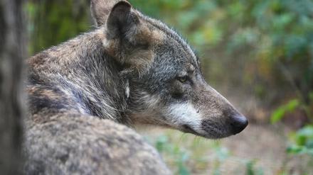 Ein Europäischer Wolf (Canis lupus lupus) sitzt im Wildpark Schorfheide im Wald. 