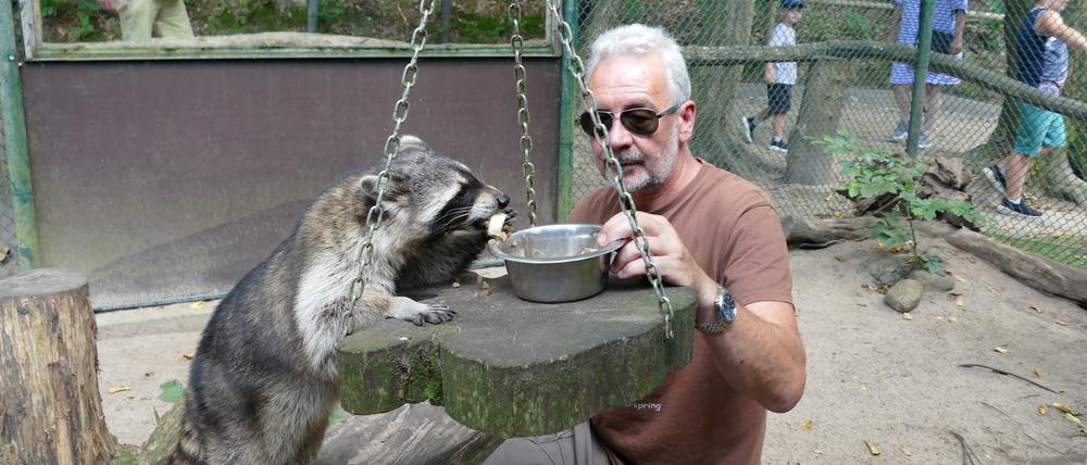 Tierparkleiter Peter Mancke besticht die Waschbären mit einer Extra-Portion Nascherei.
