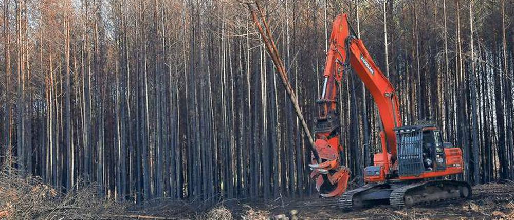 Eine Harvester-Maschine fällt verbrannte Kiefern im Gebiet bei Treuenbrietzen, wo ein großes Feuer wütete. 