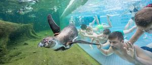 Pinguine und Besucher im Schwimmbad Spreewelten in Lübbenau