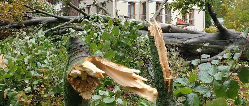 Ein umgestürzter Baum in Potsdam. 