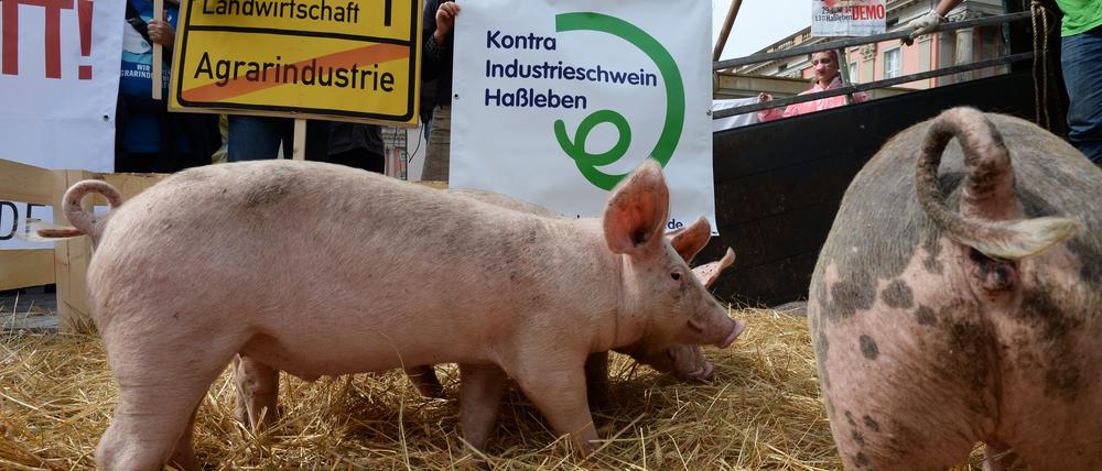 Mit dem Volksbegehren gegen Massentierhaltung sollen Mega-Ställe für Schweine und Geflügel in Brandenburg verhindert werden.